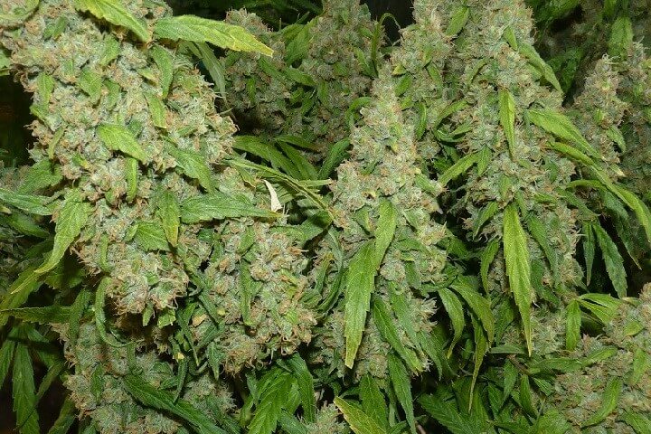 Cannabis plant