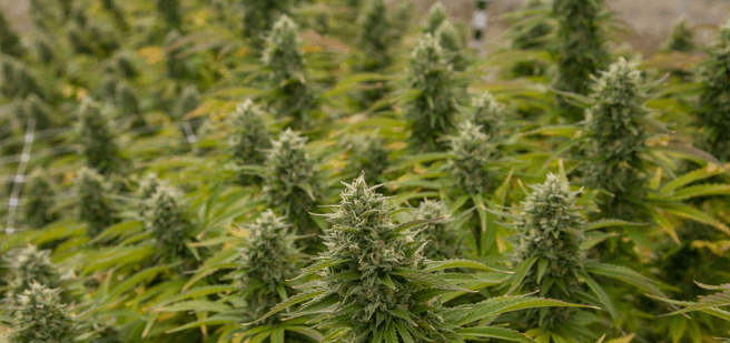  Cannabis plant